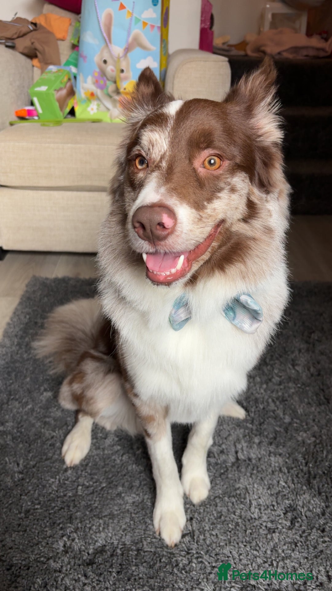 Border Collie dogs for sale: Border Collie - Advert 3