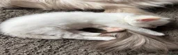 Ragdoll cats for sale: 5 Beautiful Fluffy Ragdoll Kittens  - Advert 28