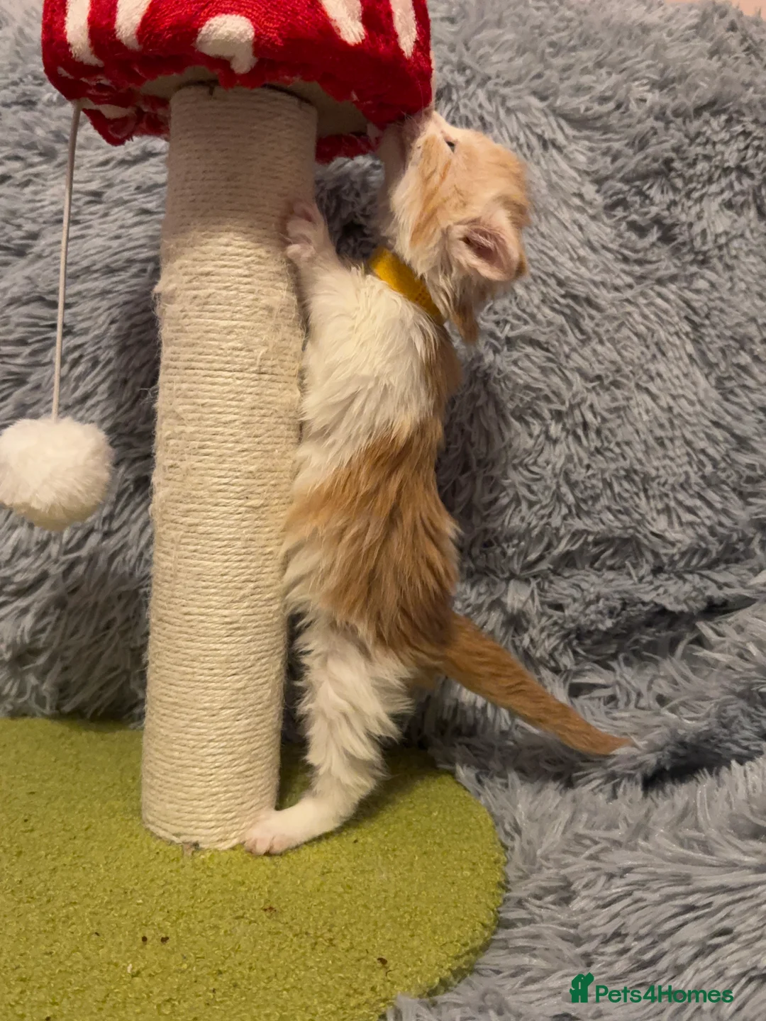 Maine Coon cats for sale: Maine coon kittens reds stunning pedigree’s  - Advert 35