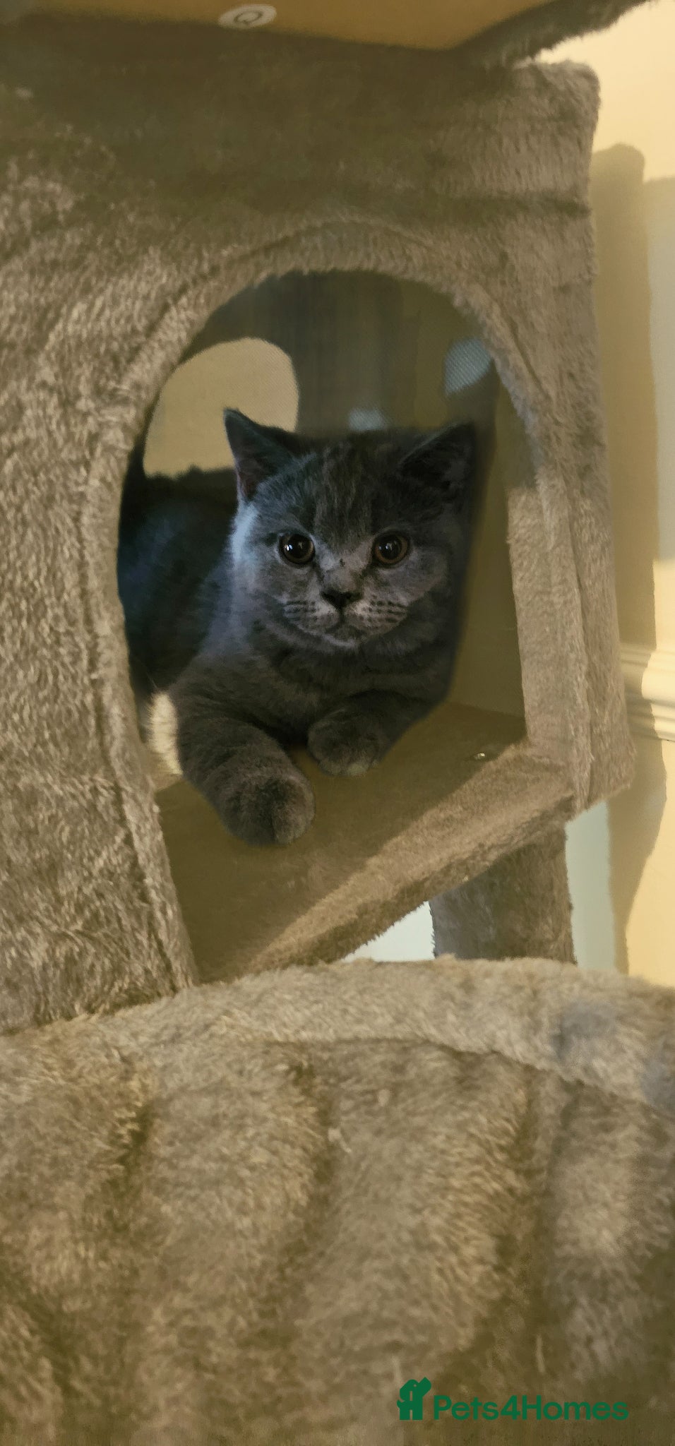British Shorthair cats British shorthair  - Advert 1