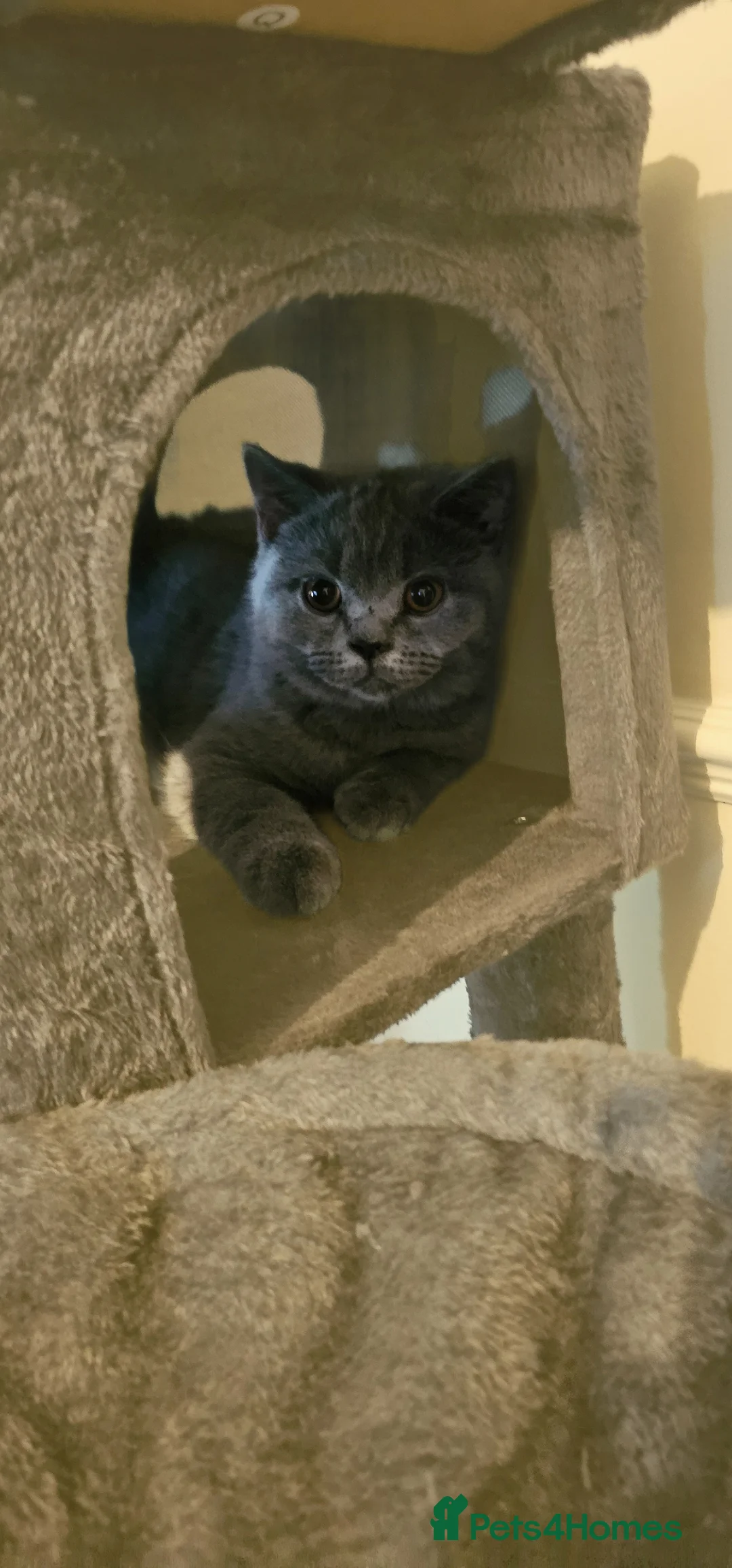 British Shorthair cats for sale: British shorthair  - Advert 1