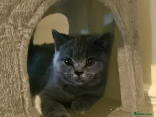 British Shorthair cats British shorthair - Advert 3