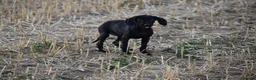 Mixed Breed dogs for sale: German short haired pointers x lurcher  - Advert 7