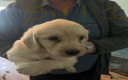 Labradoodle dogs for sale: Labradoodle puppies for sale  - Image 13