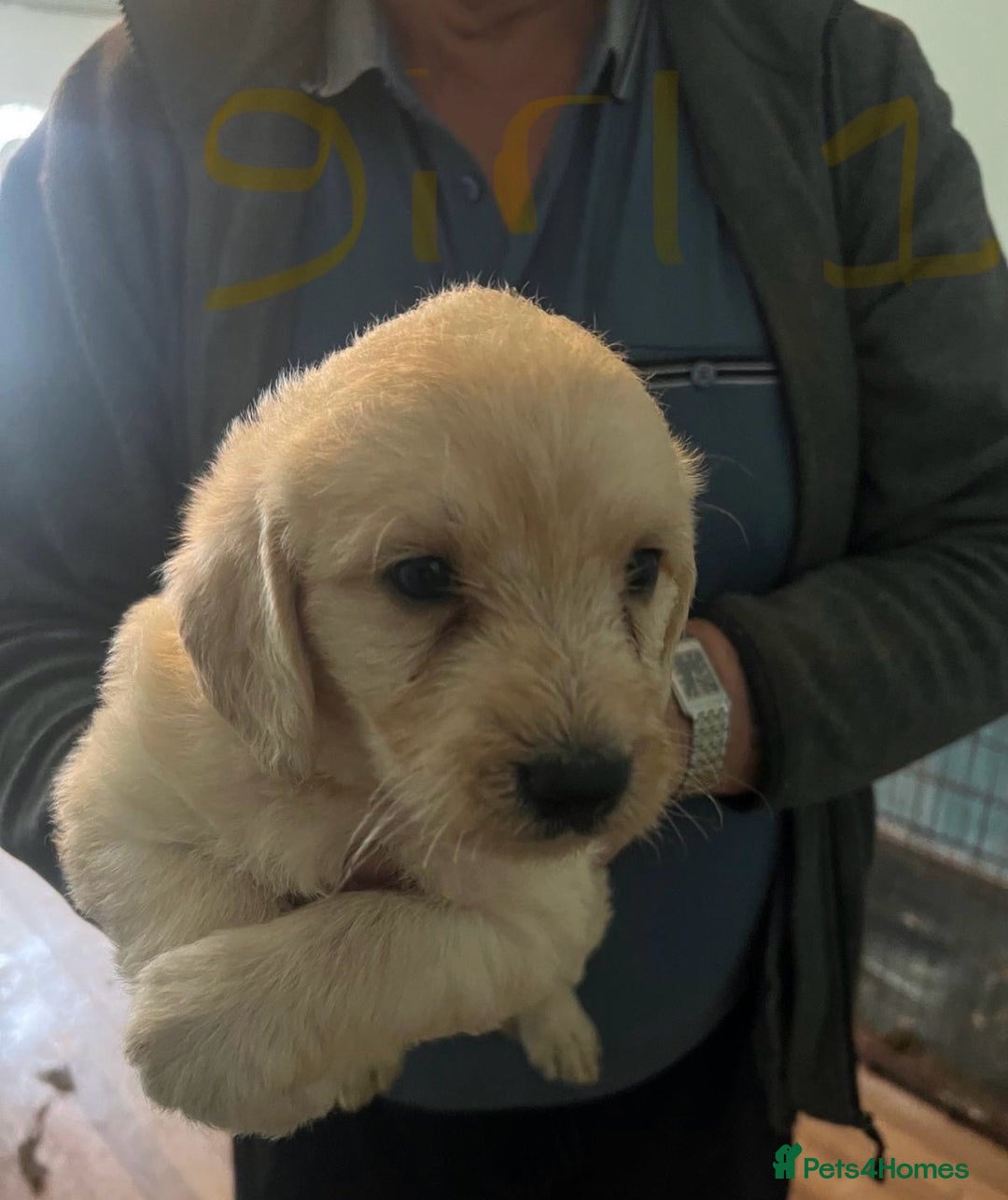 Labradoodle dogs for sale: Labradoodle puppies for sale  - Image 13