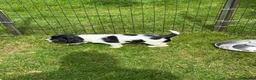 English Springer Spaniel dogs for sale: Chunky English Springer Spaniel Pups  - Advert 13
