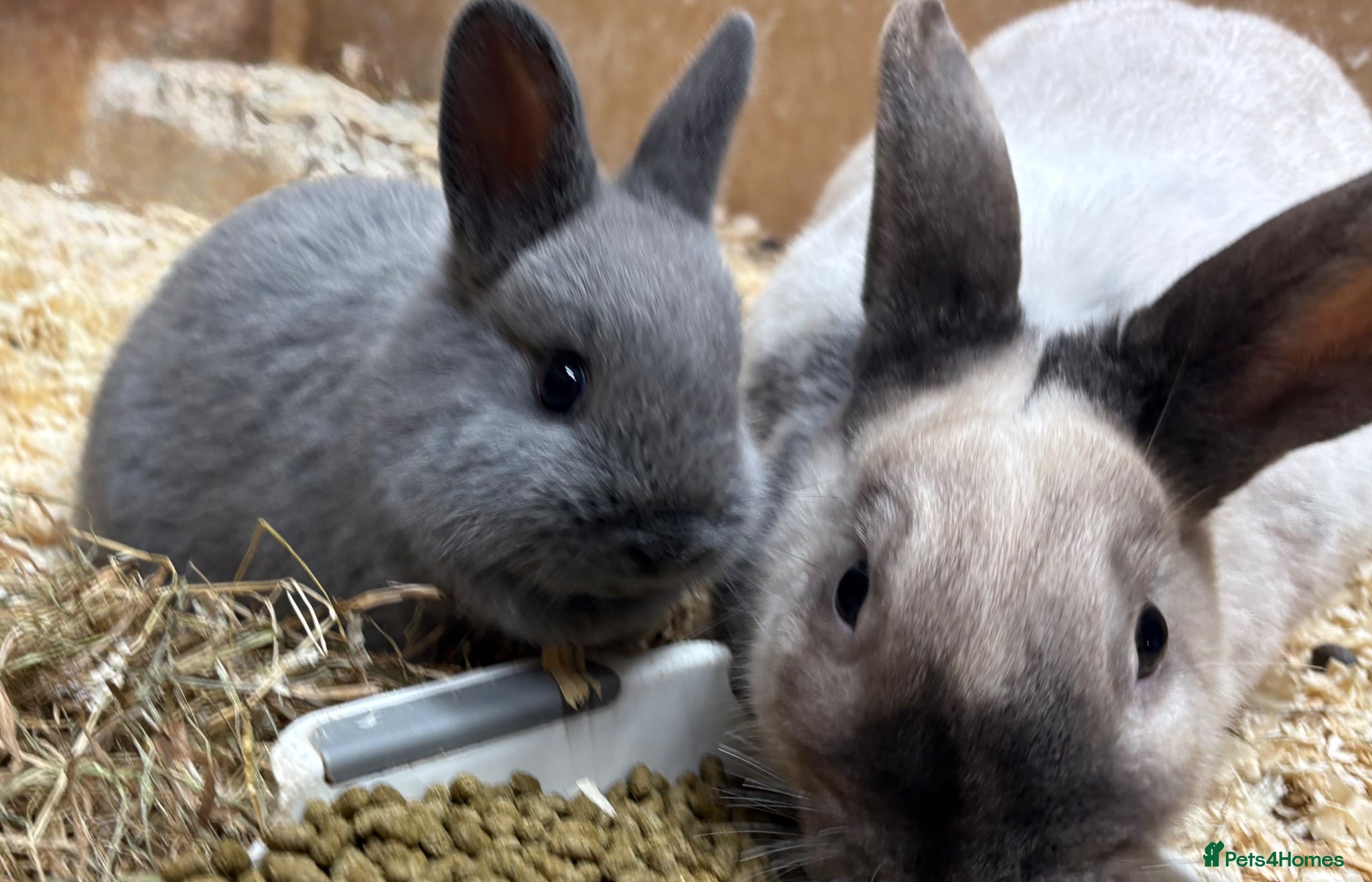 Mixed Breed rabbits 2 gorgeous babies bunnies available   - Advert 5