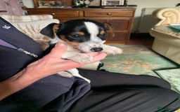 Jack Russell dogs for sale: Miniature jack russel puppies - Image 4
