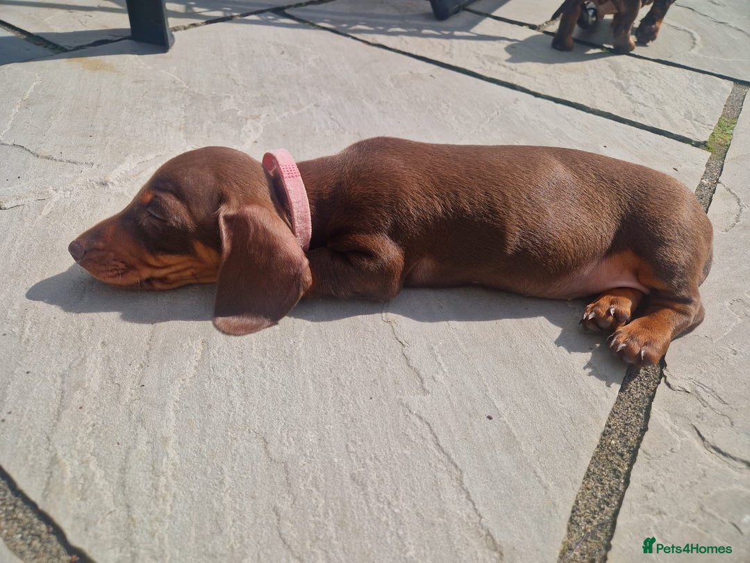 Dachshund dogs for stud: FOR STUD PROVEN kc reg Choc & tan mini dachshund in Sunderland - Advert 15
