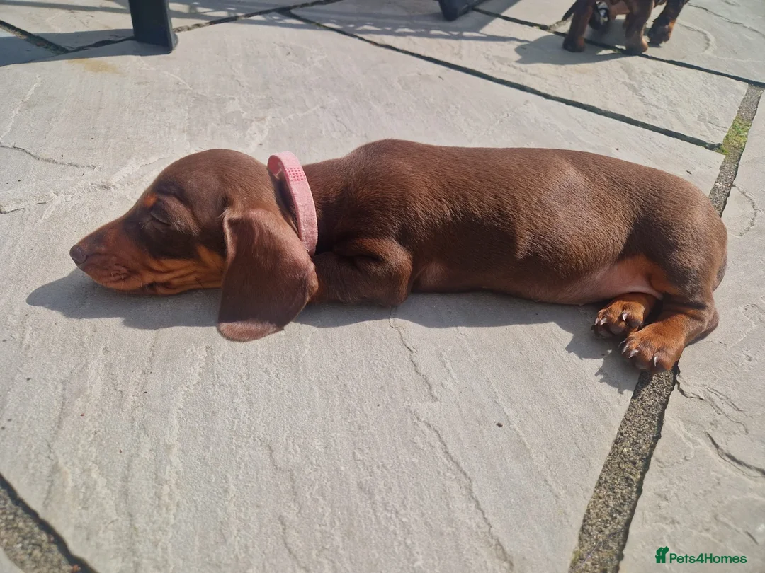 Dachshund dogs for stud: FOR STUD PROVEN kc reg Choc & tan mini dachshund in Sunderland - Advert 15