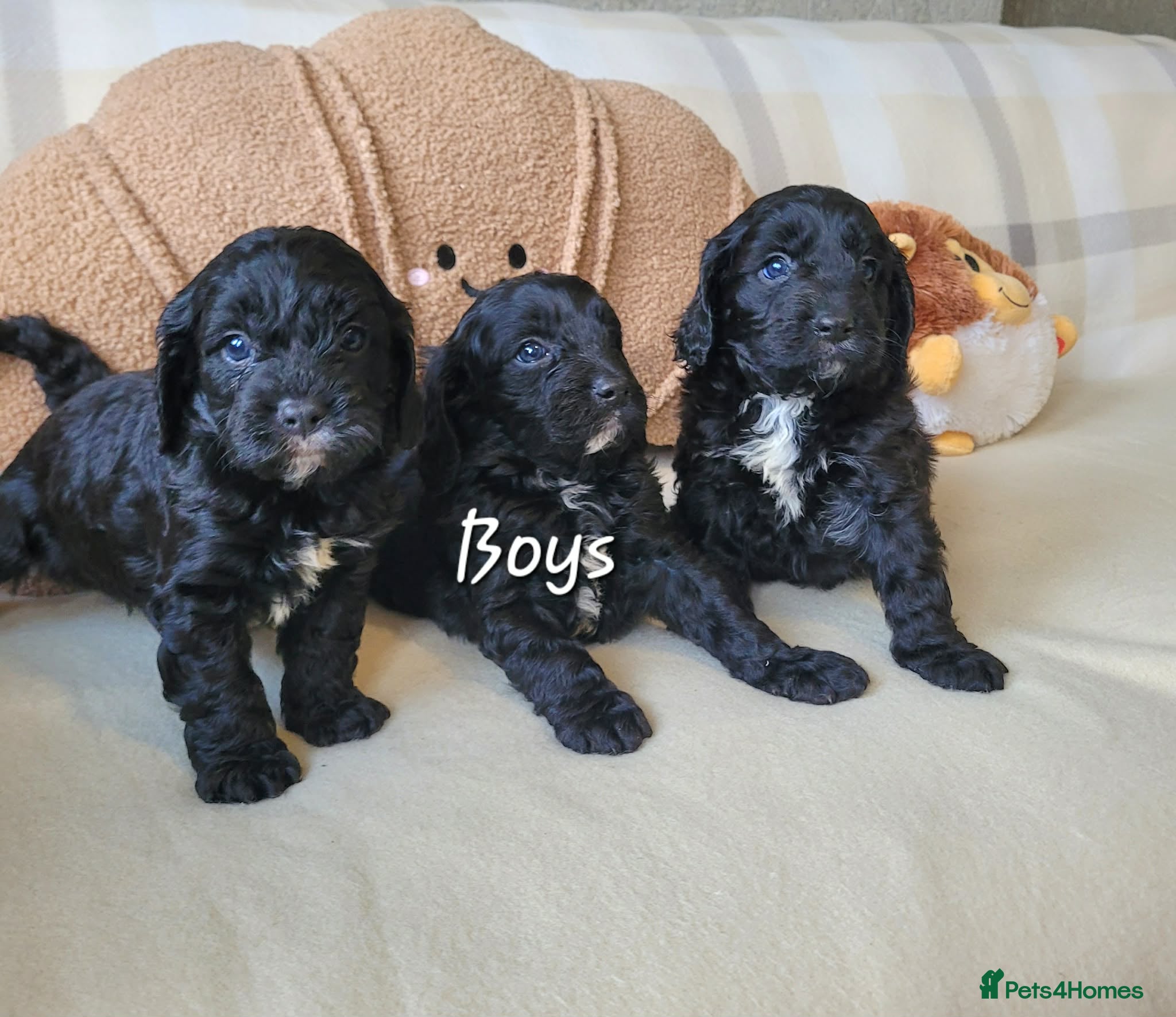 Cavapoo dogs F1 Cavapoo puppies  - Advert 1