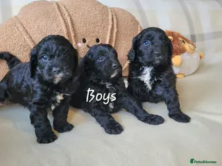 Cavapoo dogs F1 Cavapoo puppies - Advert 1