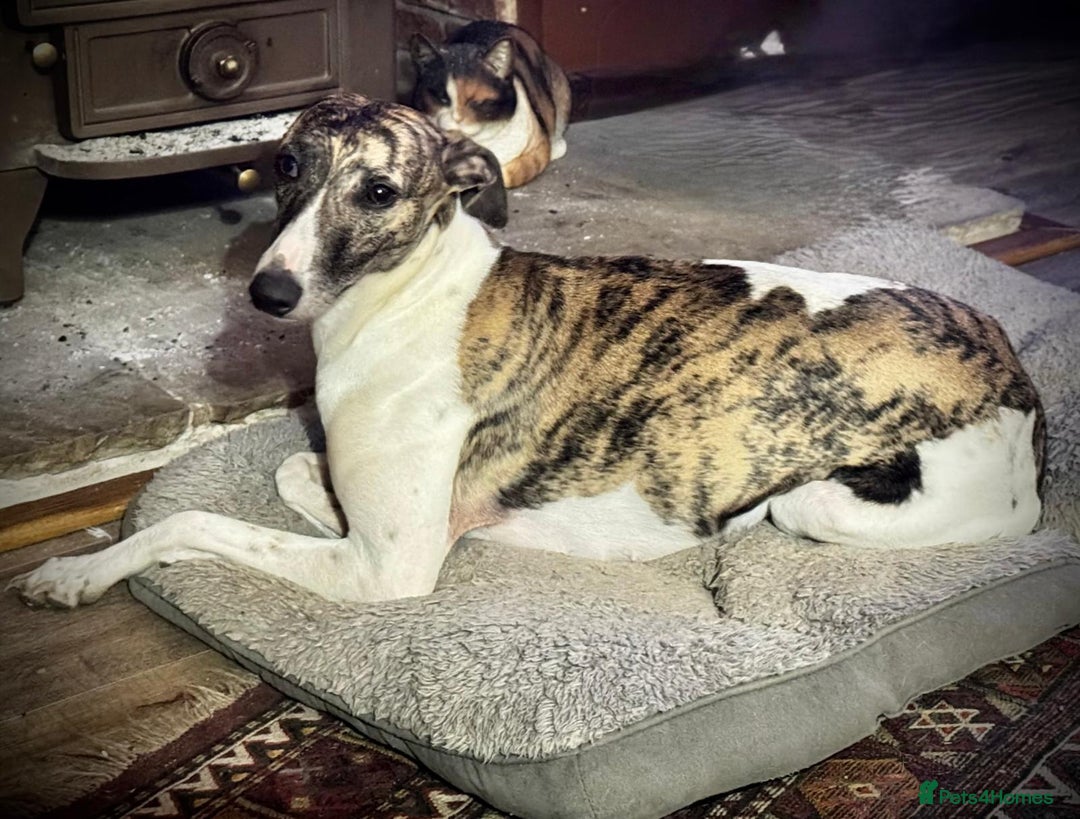 Whippet dogs for sale: Whippet pups - Advert 1