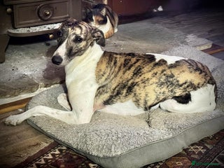 Whippet dogs Whippet pups - Advert 1