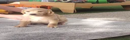 Labrador Retriever dogs for sale: Labrador puppies for sale - Advert 9