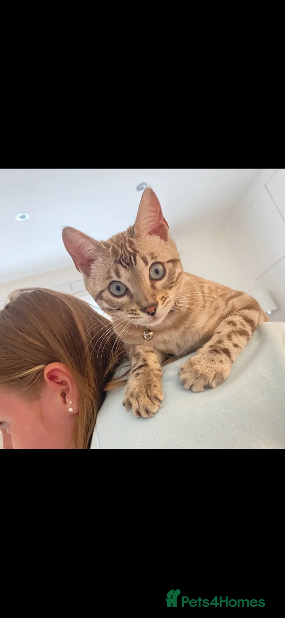 Bengal cats for sale: BEAUTIFUL MALE BENGAL LOOKING FOR HIS NEW HOME  - Advert 7