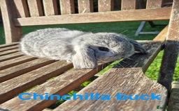 Mini Lop rabbits for sale: Mini lop babies  - Image 8