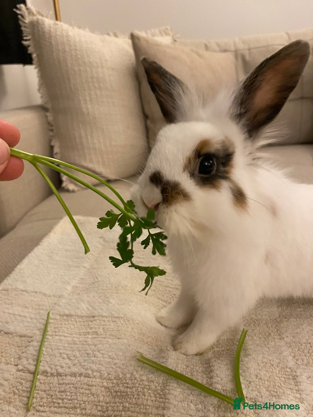 Lionhead rabbits for sale: 2 Lionhead Bunnies. cage and carrier include. - Advert 6