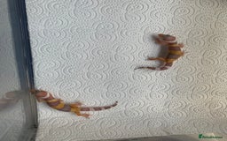 Leopard Gecko reptiles for sale: Leopard gecko babies cb25 - Image 5