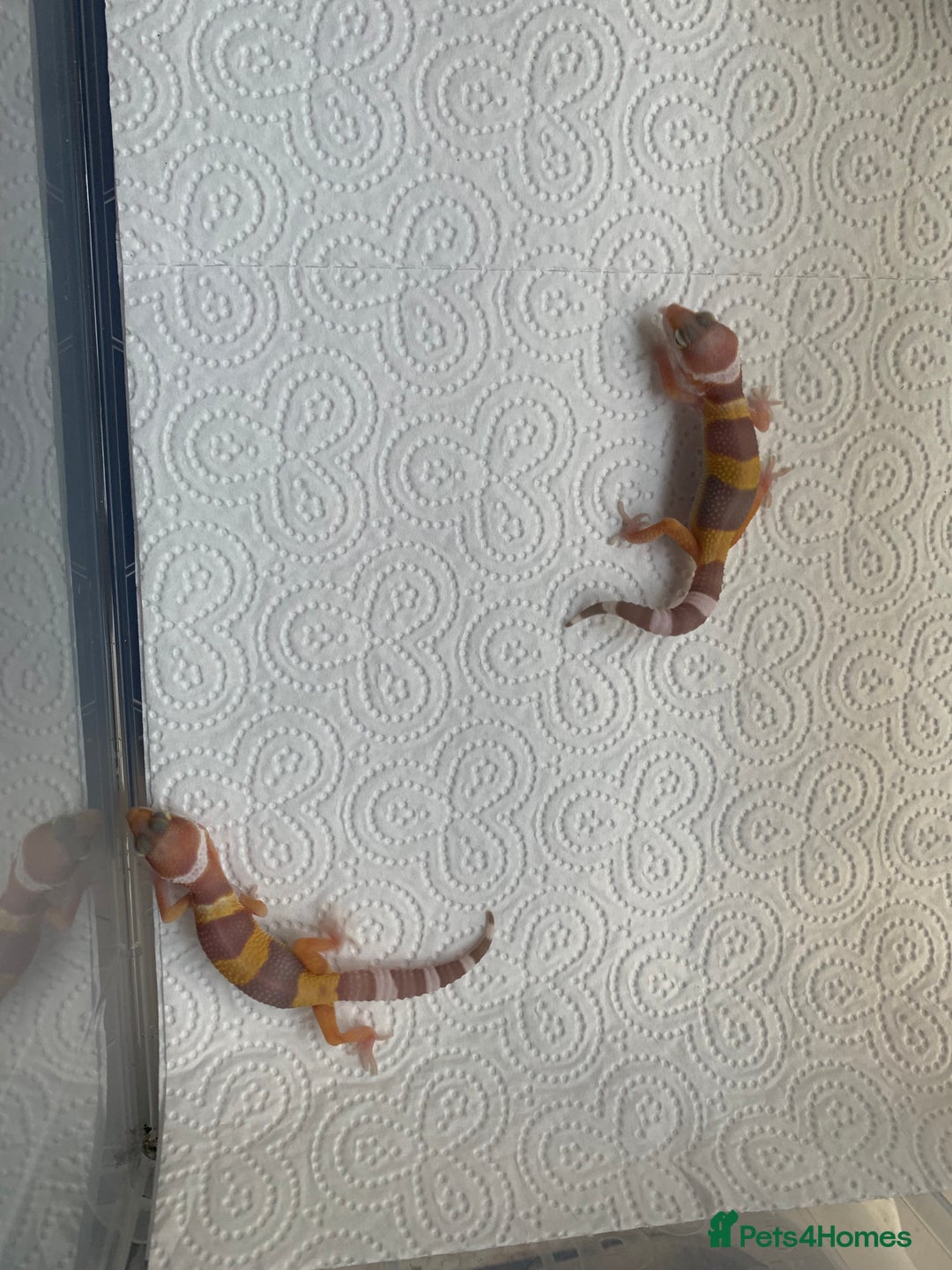Leopard Gecko reptiles for sale: Leopard gecko babies cb25 - Image 5