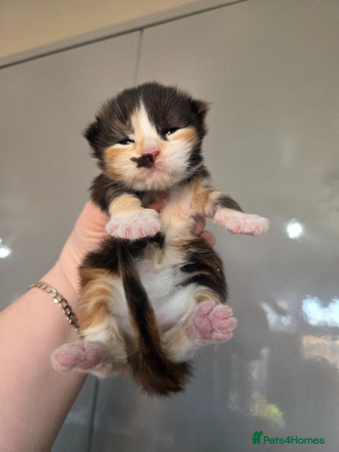 Maine Coon cats for sale: Maine Coon Female For Sale  - Advert 2