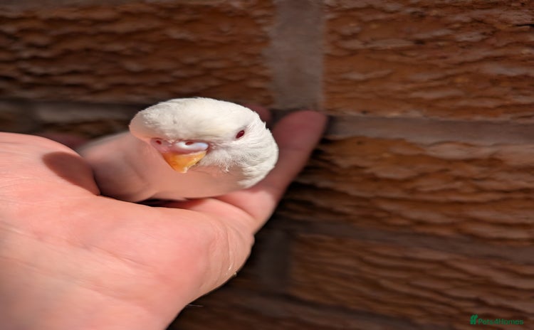 Budgerigars birds - Advert 1