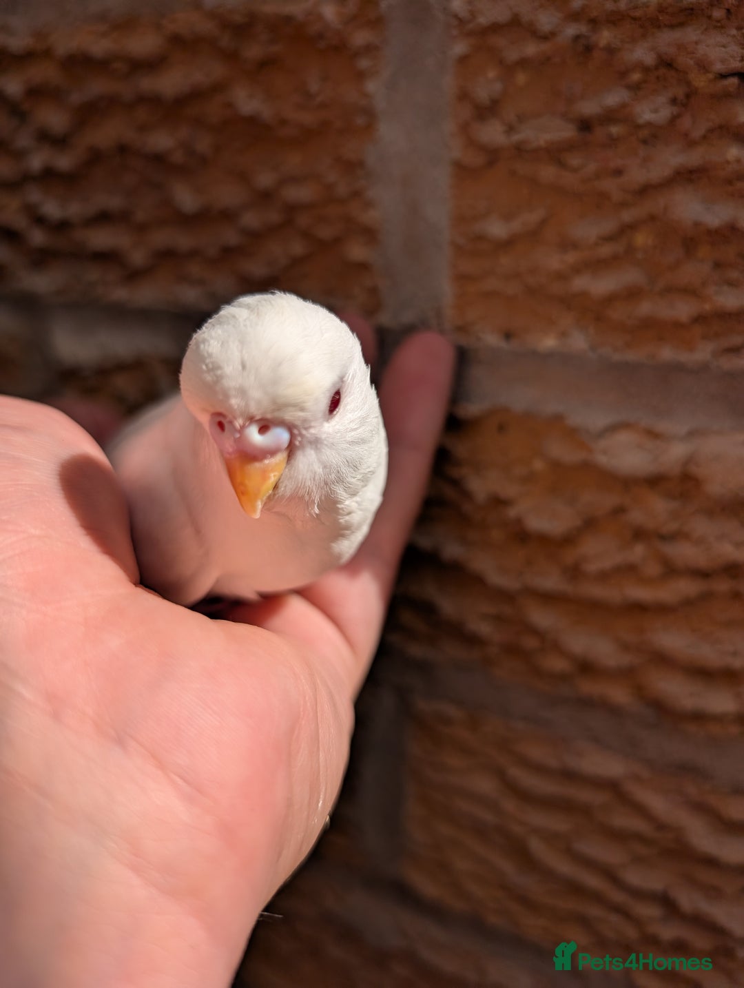 Budgerigars birds for sale: Baby budgies and starter cage  - Image 1