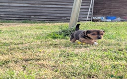 Mixed Breed dogs for sale: Beautiful beagle cross puppies - Image 15
