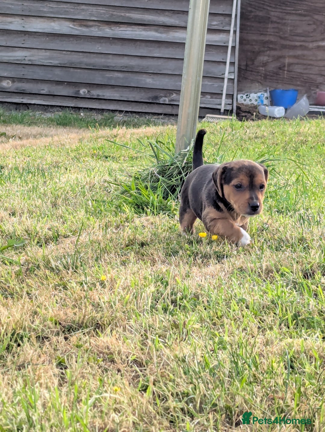 Mixed Breed dogs for sale: Beautiful beagle cross puppies - Image 15