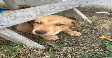 Mixed Breed dogs - Advert 11