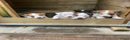 Jack Russell dogs for sale: 4 beautiful jack Russell pups  in Treorchy - Advert 9