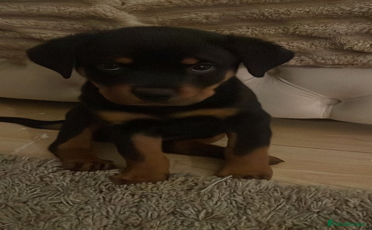 Rottweiler dogs Pedigree German chunky Rottweiler puppies  - Advert 6