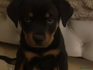 Rottweiler dogs Pedigree German chunky Rottweiler puppies - Advert 16