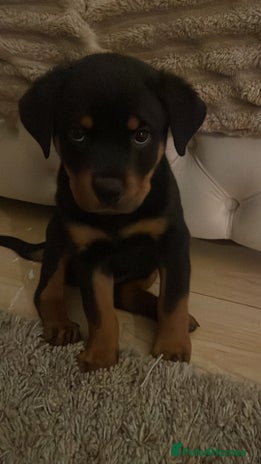Rottweiler dogs Pedigree German chunky Rottweiler puppies - Advert 6