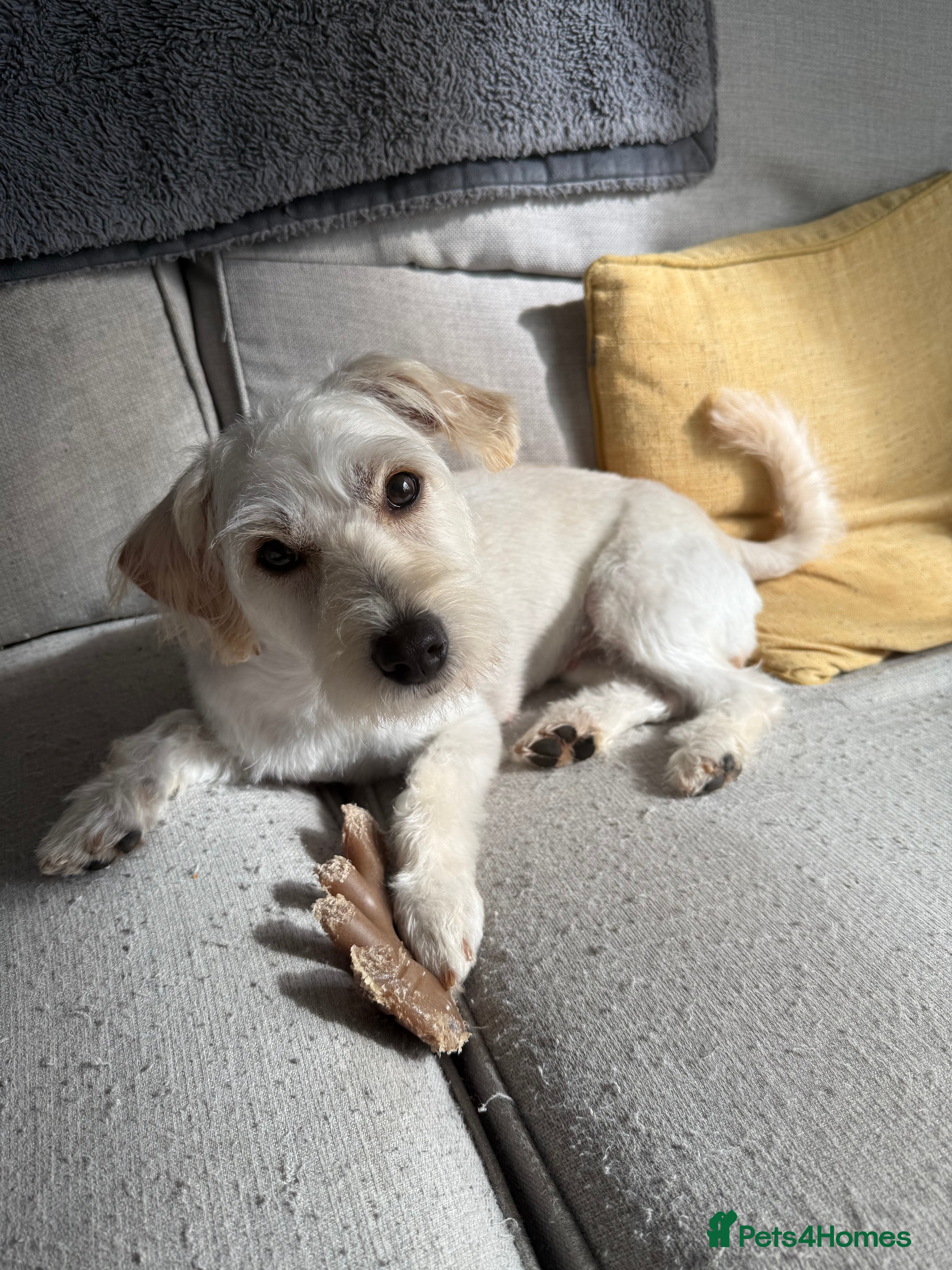 Mixed Breed dogs Jack Russell cross dachshund puppies - Advert 10