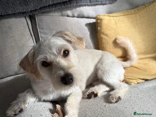 Mixed Breed dogs Jack Russell cross dachshund puppies - Advert 9