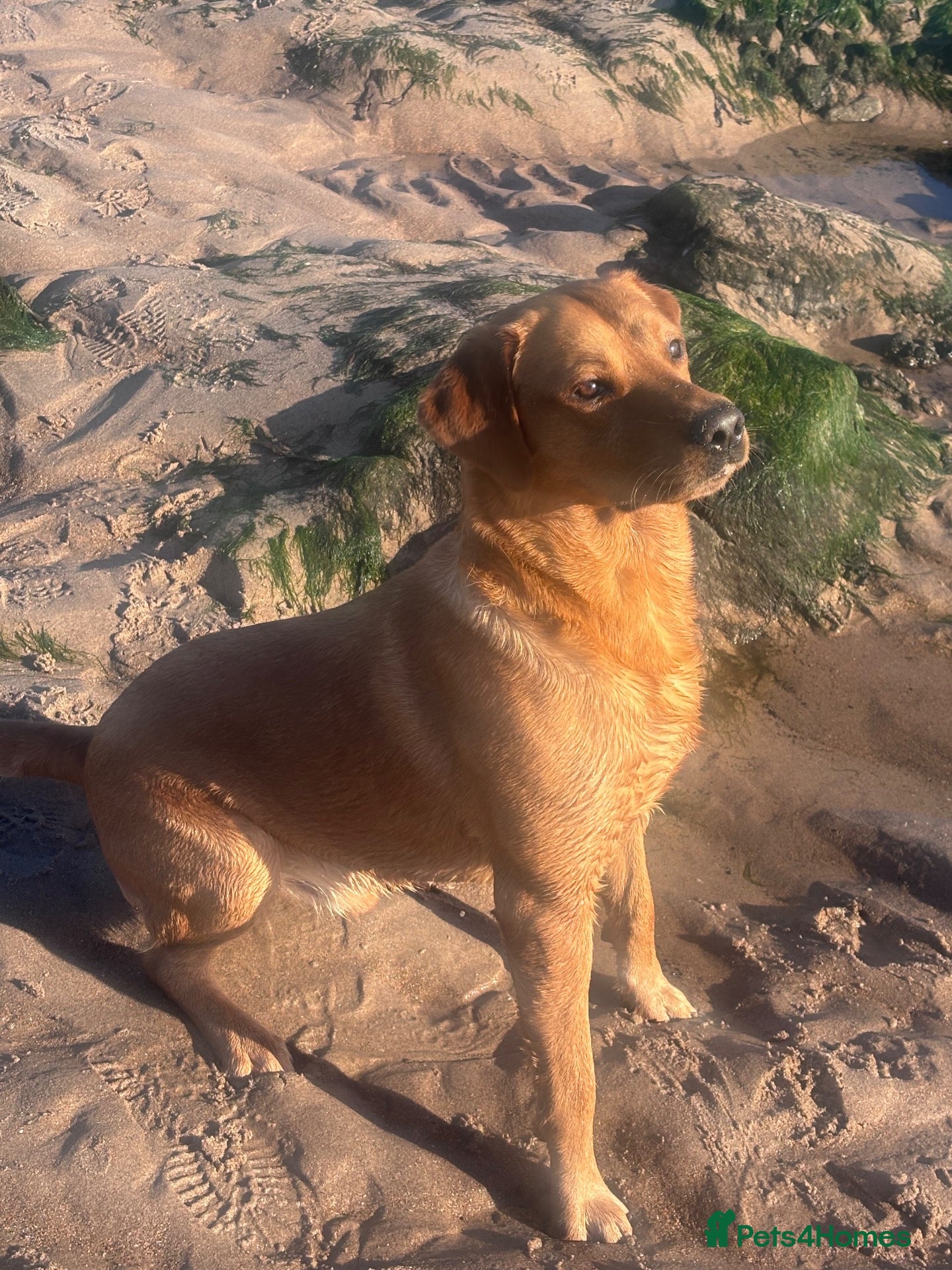 Labrador Retriever dogs for stud: Unproven 1st time fox red Labrador  - Advert 1