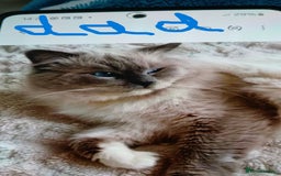 Ragdoll cats for sale: SUPER SWEET AND HAPPY KITTEN - Image 9