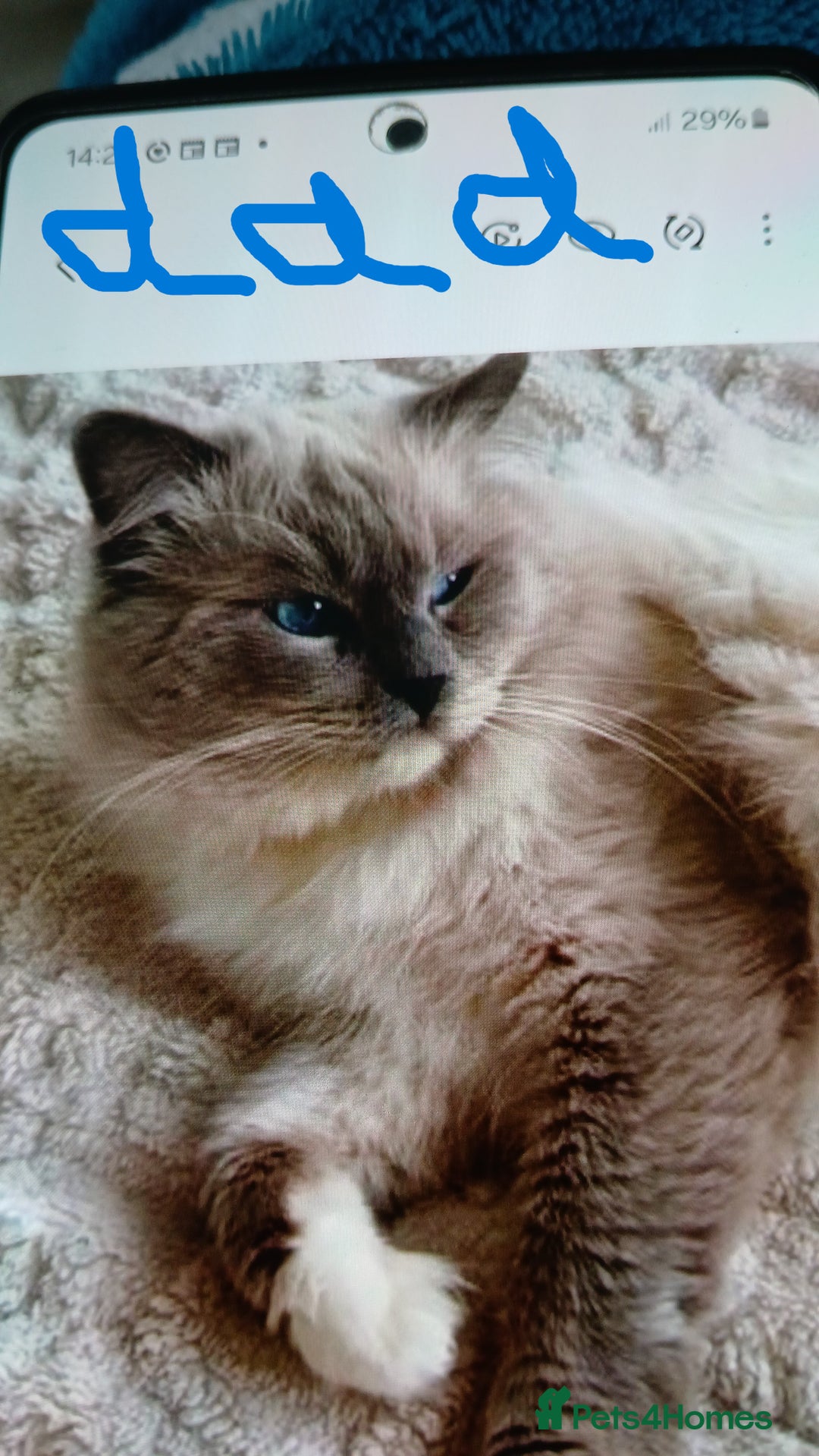 Ragdoll cats for sale: SUPER SWEET AND HAPPY KITTEN - Image 9