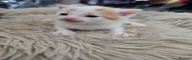 Mixed Breed Kitten 3
