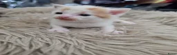 Mixed Breed cats for sale: look at all those tiny fluffballs!  - Advert 27