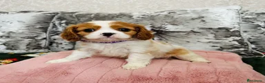 Cavalier King Charles Spaniel 3