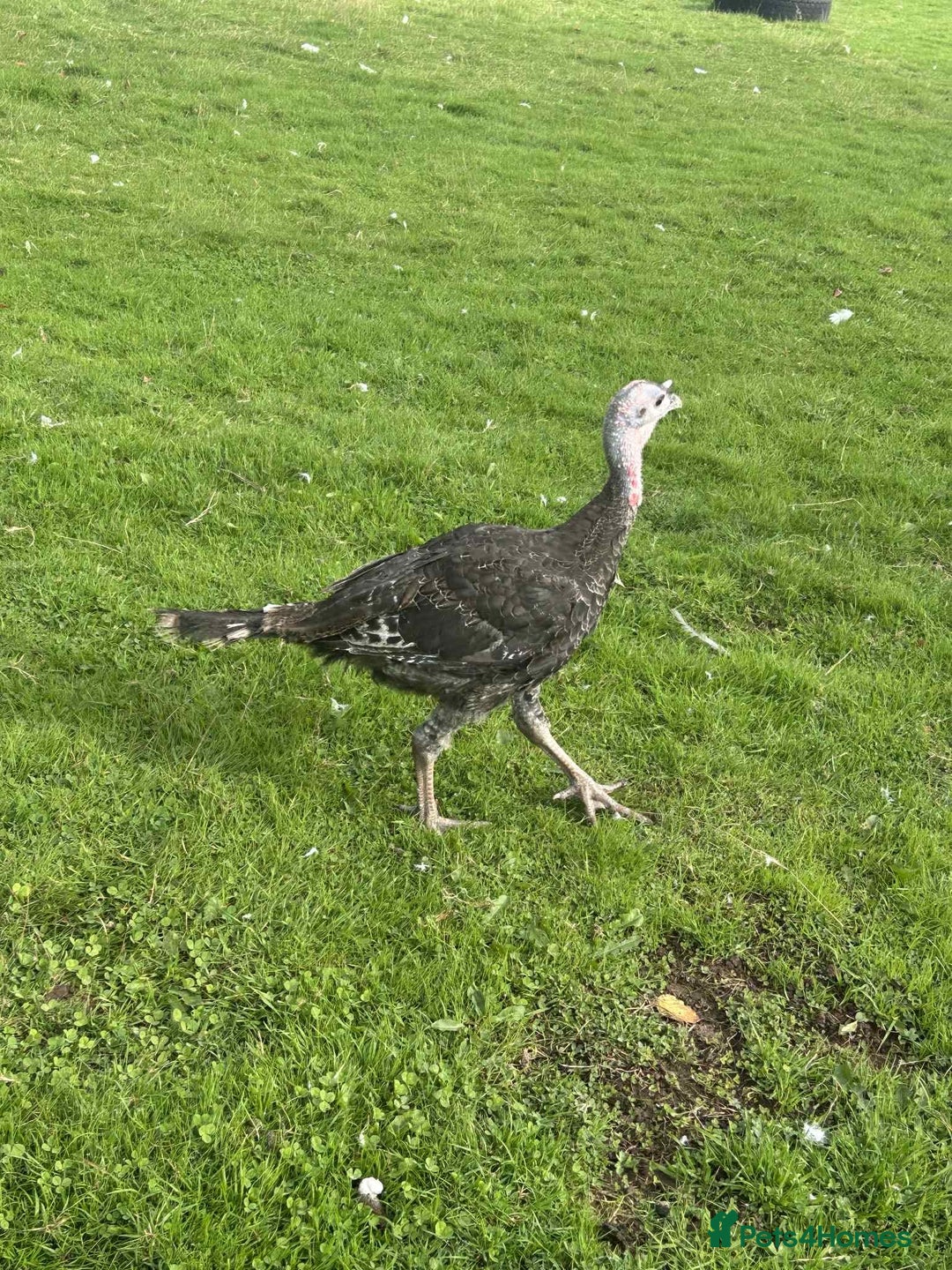 Turkeys poultry for sale: 10 Turkeys looking for new home  - Image 6