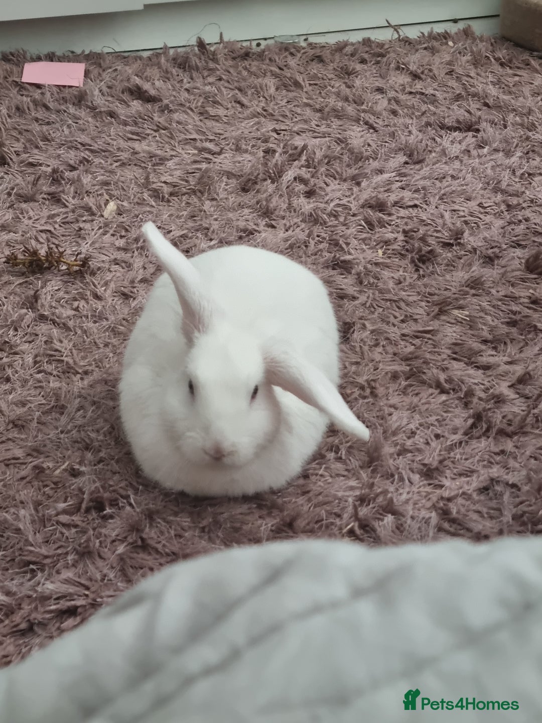 Dwarf Lop rabbits for sale: Pure Breed White Dwarf Lop with blue eyes - Advert 6