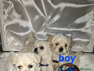 Maltipoo dogs Toy Maltipoo baby's - Advert 9