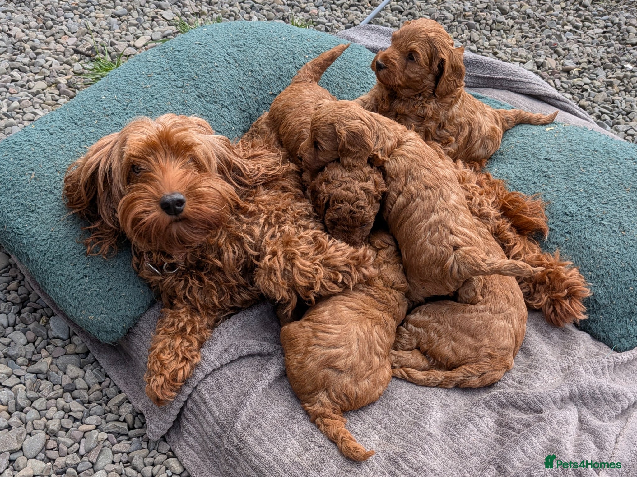 Cockapoo dogs Adorable F1b Red Cockapoos  - Advert 2