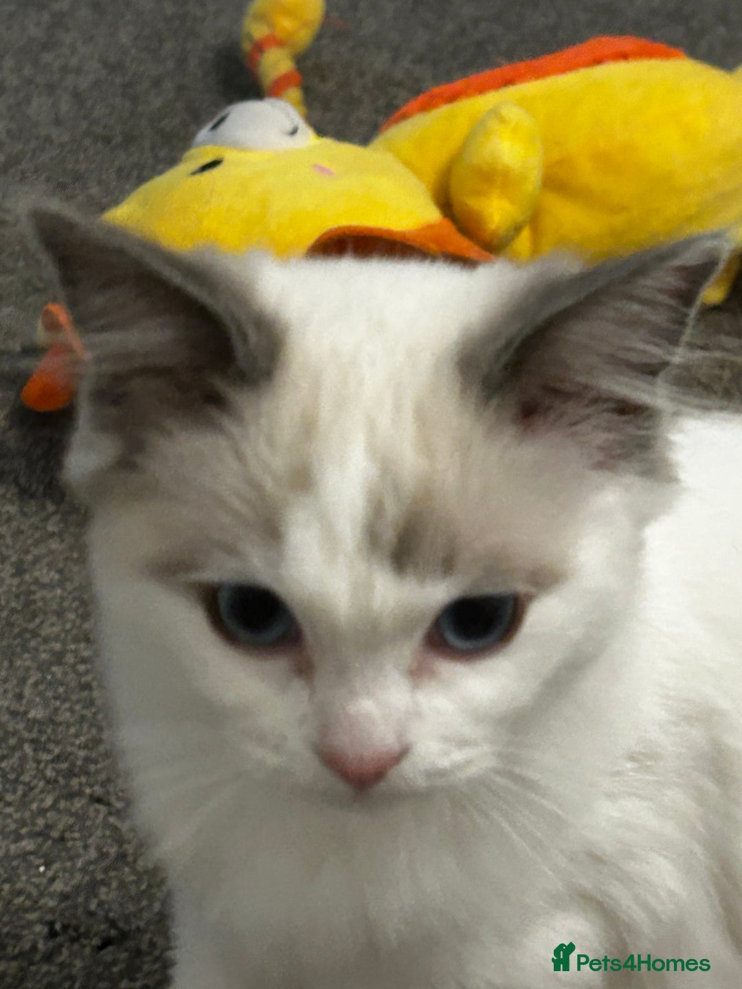 Ragdoll cats for sale: Beautiful Ragdoll Kittens  - Image 7