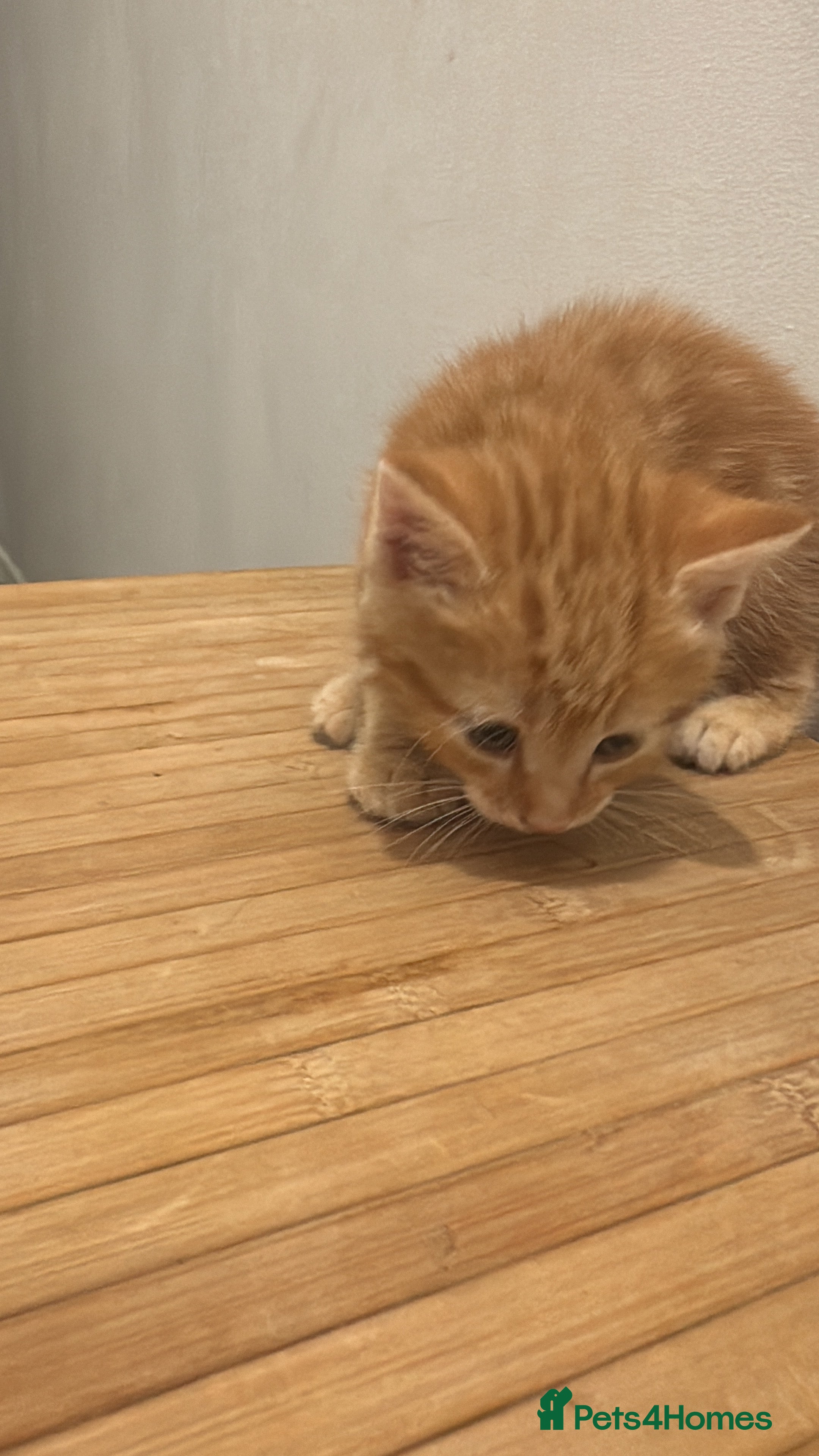 Mixed Breed cats Ginger boy  - Advert 15