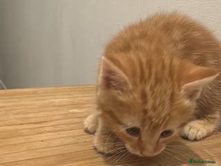 Mixed Breed cats Ginger boy - Advert 15