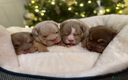 English Bulldog dogs for sale: Stunning English Bulldog Puppies 🐾🐶 - Advert 1